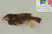 藏品(麻雀)的圖片